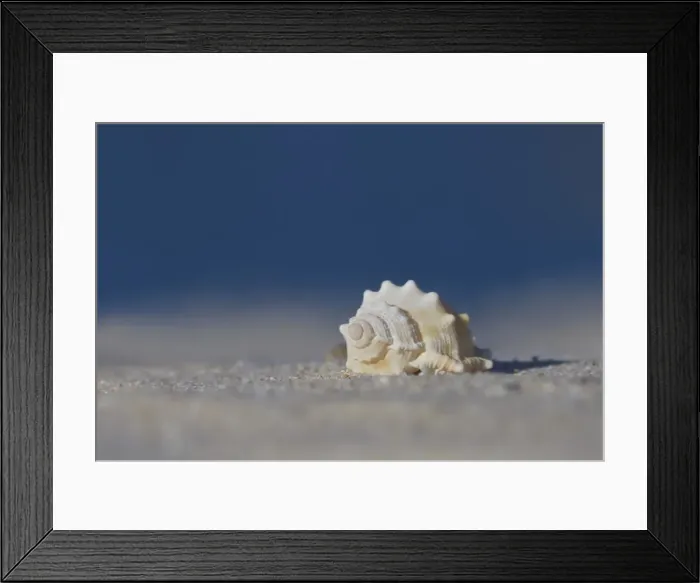 Framed Print : White seashell on beach