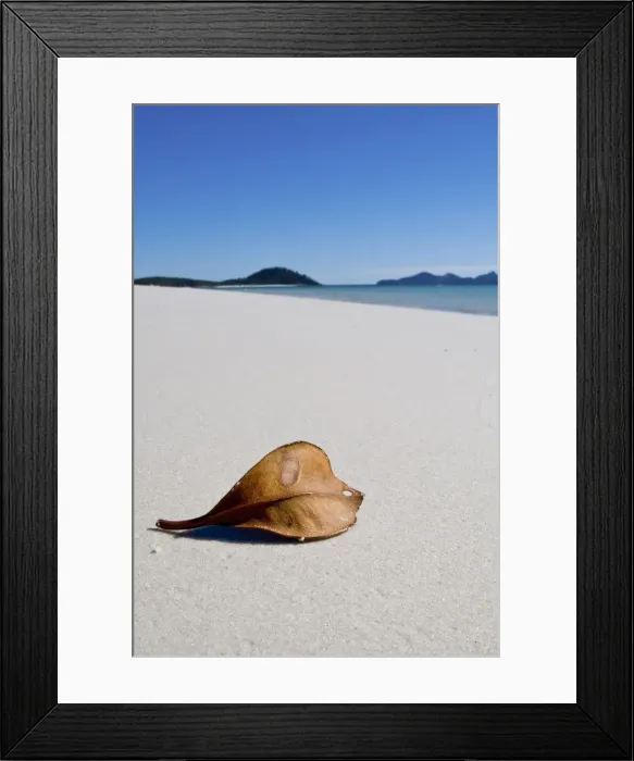 Framed Print : Leaf. Beach on Whitsunday Islands