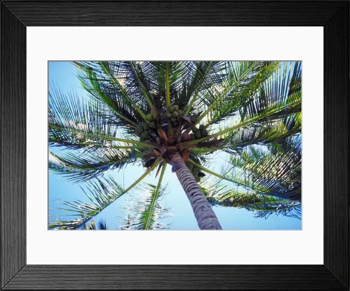 Framed Print : Coconut palm tee, Whitsunday Islands, Queensland, Australia
