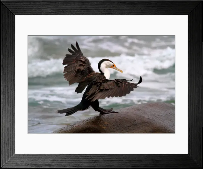 Framed Print : Little pied cormorant Framed Print : Little pied cormorant