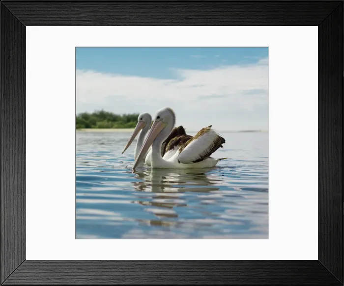 Framed Print : A Pair of Pelicans in Sync on the Water
