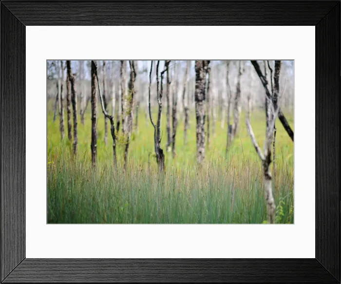 Framed Print : Trees in forest Framed Print : Trees in forest