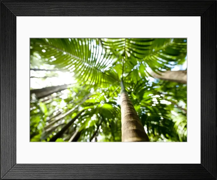 Framed Print : Skinny palm