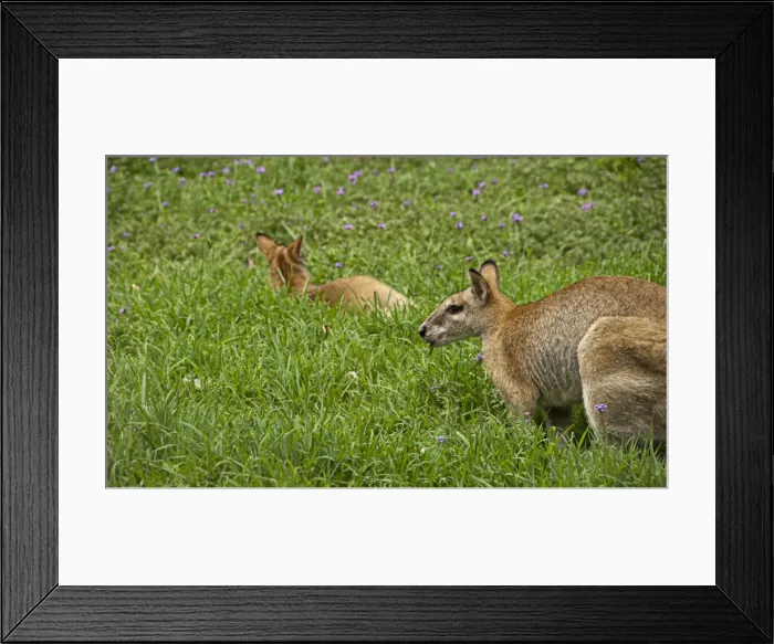Framed Print : Wallaby feeding Framed Print : Wallaby feeding