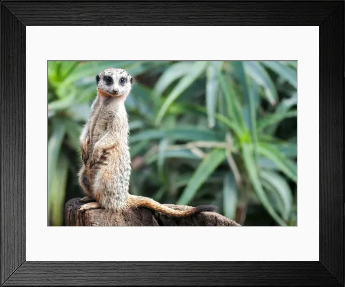 Framed Print : Meerkat standing on hind legs