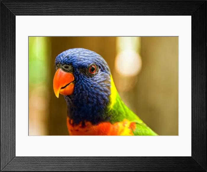 Framed Print : Close up of Rainbow Lorikeet