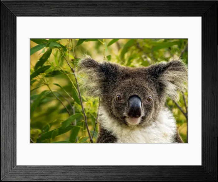 Framed Print : Koala in gum tree