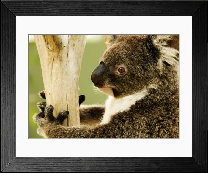 Framed Print : Australian koala in tree Framed Print : Australian koala in tree