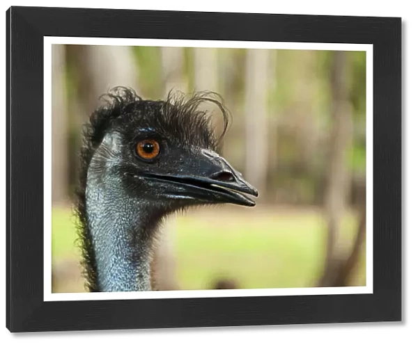 Head of Emu
