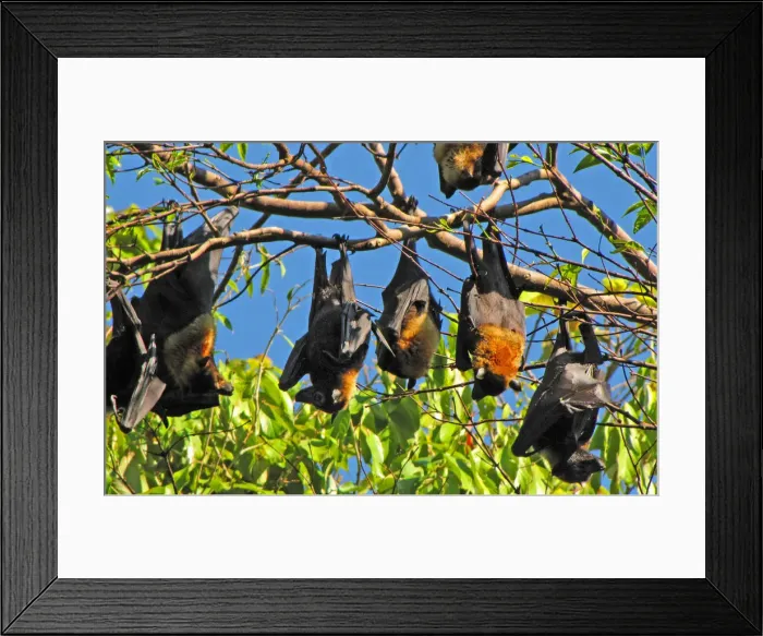 Framed Print : Australian Flying Foxes Framed Print : Australian Flying Foxes