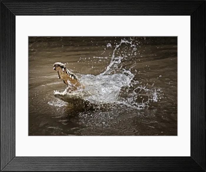 Framed Print : Caiman. Cape Tribulation, Australia