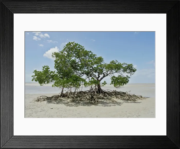 Framed Print : Mangrove Tree Framed Print : Mangrove Tree