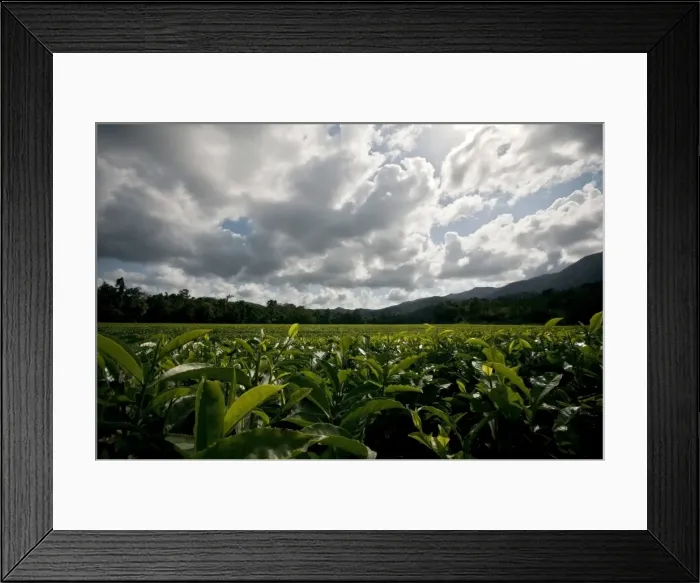 Framed Print : Tea Plantation Framed Print : Tea Plantation