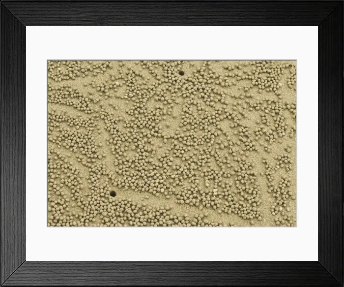 Framed Print : Abstract image of beach crab balls