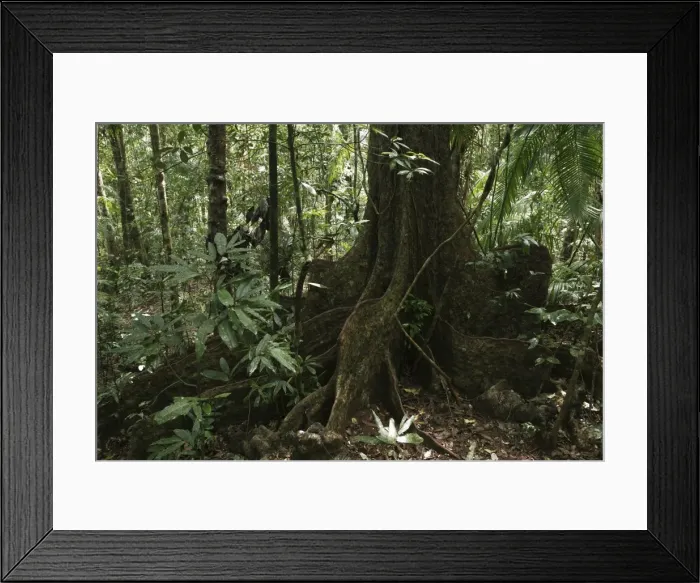 Framed Print : Fig tree (Ficus), Daintree National Park, Queensland, Australia