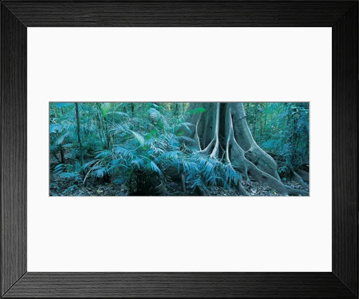 Framed Print : Forest, Mossman Gorge, Daintree National Park, Queensland, Australia Framed Print : Forest, Mossman Gorge, Daintree National Park, Queensland, Australia