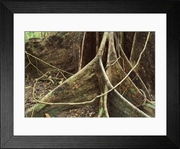 Framed Print : Roots of Rainforest Giant Tree, Daintree National Park, Queensland, Australia Framed Print : Roots of Rainforest Giant Tree, Daintree National Park, Queensland, Australia