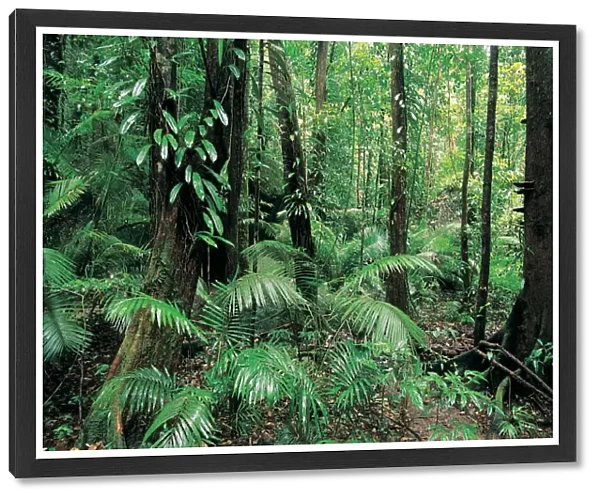 Tropical Rainforest, Mossman Gorge, Daintree National Park, Queensland, Australia
