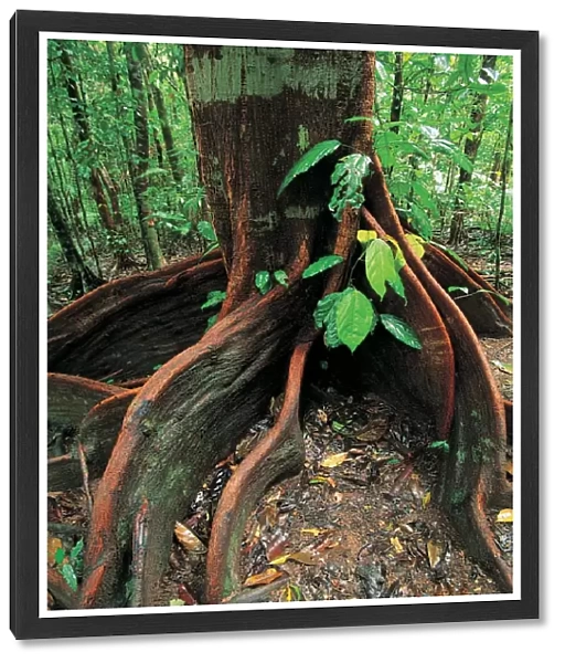 Roots of rainforest giant tree, Mossman Gorge, Daintree National Park, Queensland, Australia