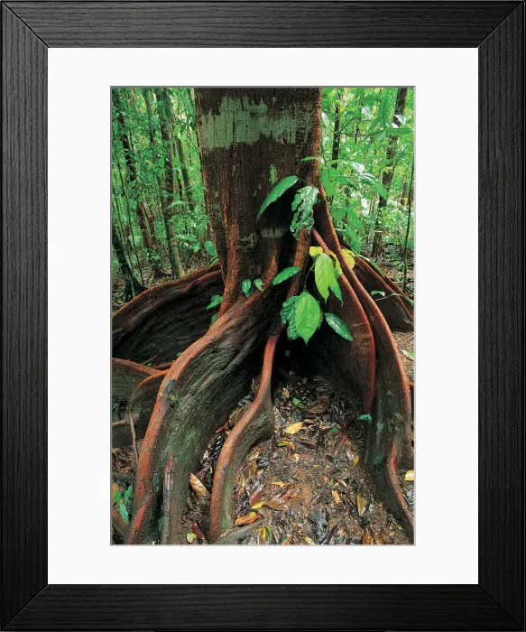 Framed Print : Roots of rainforest giant tree, Mossman Gorge, Daintree National Park, Queensland, Australia