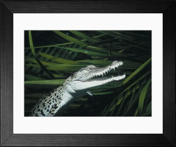Framed Print : Crocodile