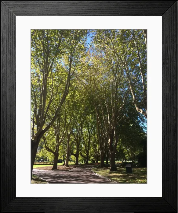 Framed Print : Arbor Day. Queen Victoria Gardens Melbourne Australia