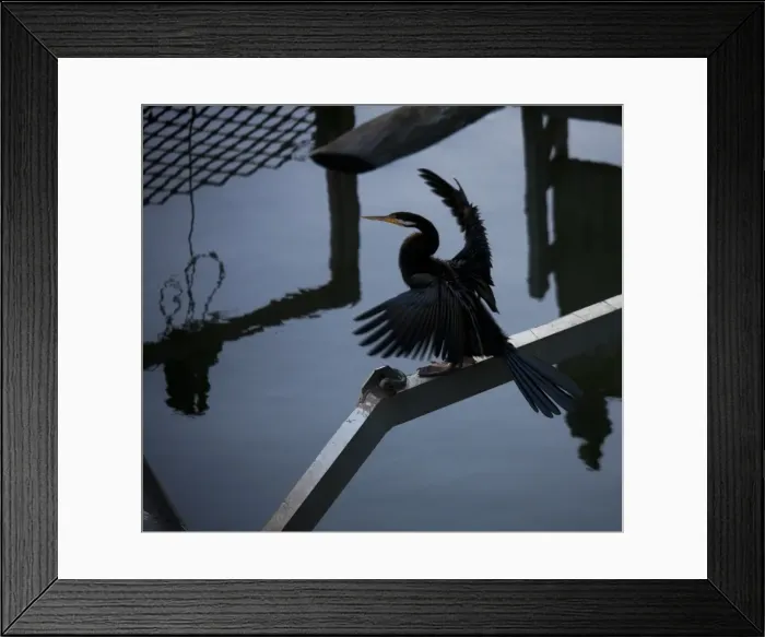 Framed Print : Cormorant Bird on Yarra River Australia