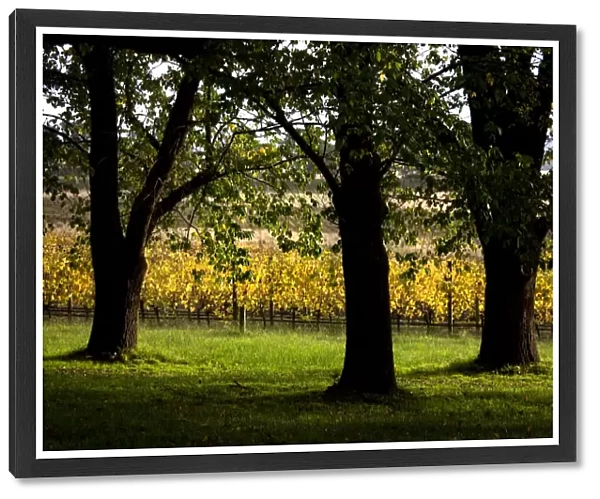 Vineyard. Large trees cast shadows beside turning leaves of winery vineyard
