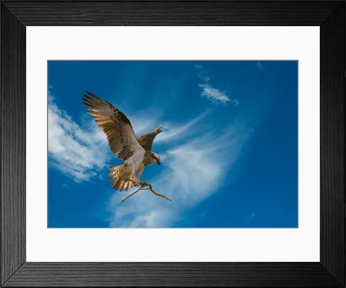 Framed Print : Ospray in flight with branch Framed Print : Ospray in flight with branch