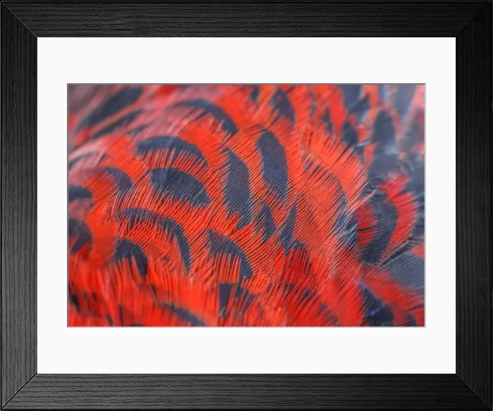 Framed Print : Crimson Rosella red and black feathers