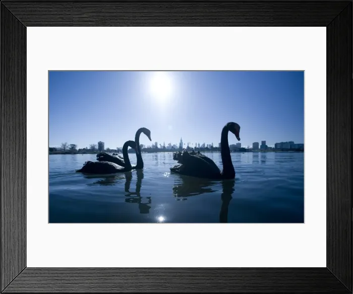 Framed Print : Black swans (Cygnus atratus) on lake, city skyline in background Framed Print : Black swans (Cygnus atratus) on lake, city skyline in background