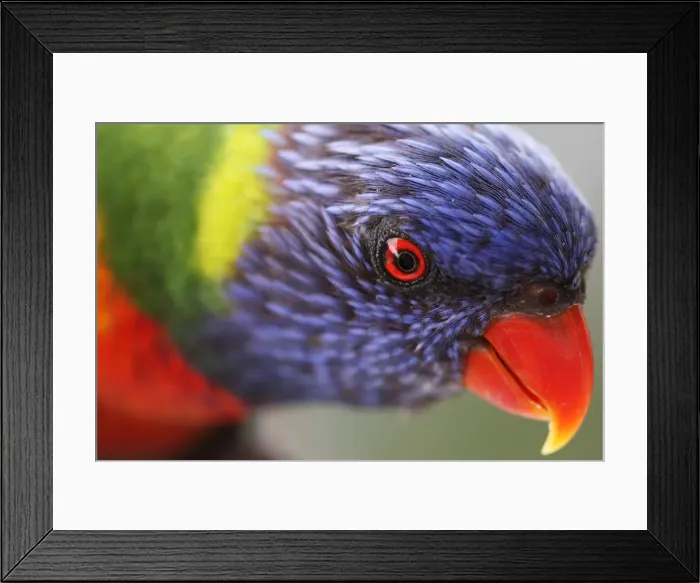 Framed Print : Rainbow lorikeet