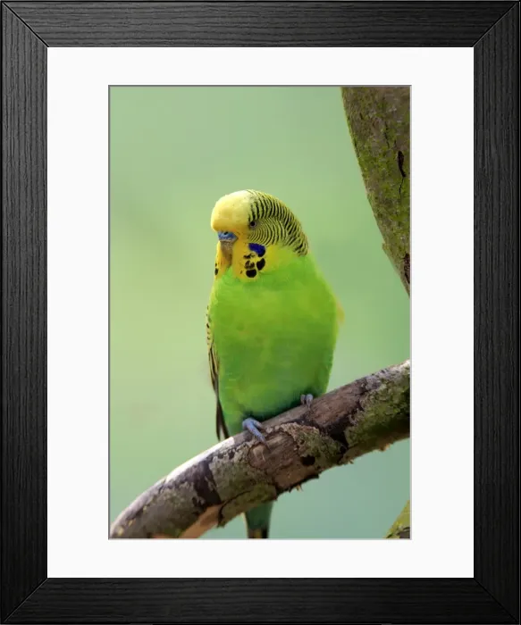 Framed Print : Budgerigar