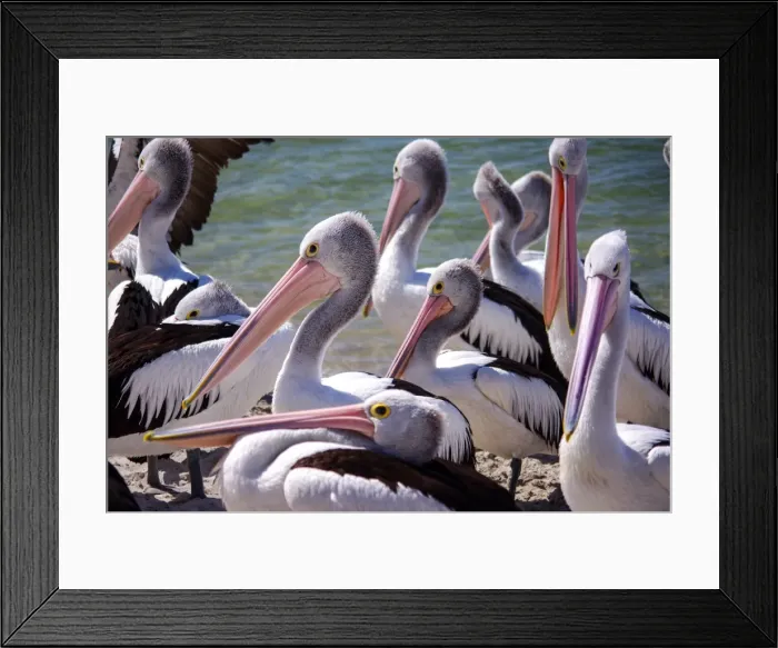 Framed Print : Wild adult Pelicans