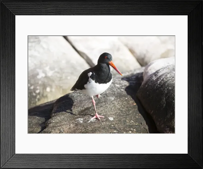 Framed Print : Pied Oystercatcher on a coastal rock