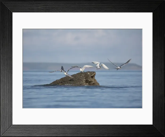 Framed Print : Crested Terns taking flight