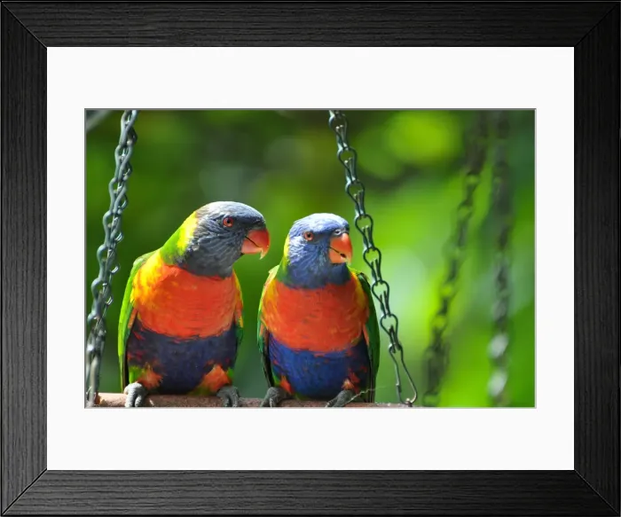 Framed Print : Rainbow lorikeets