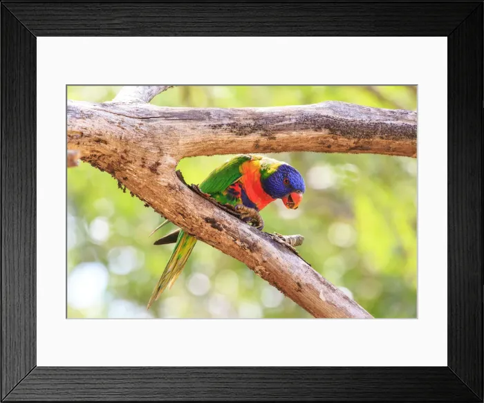 Framed Print : Rainbow Lorikeet On Tree