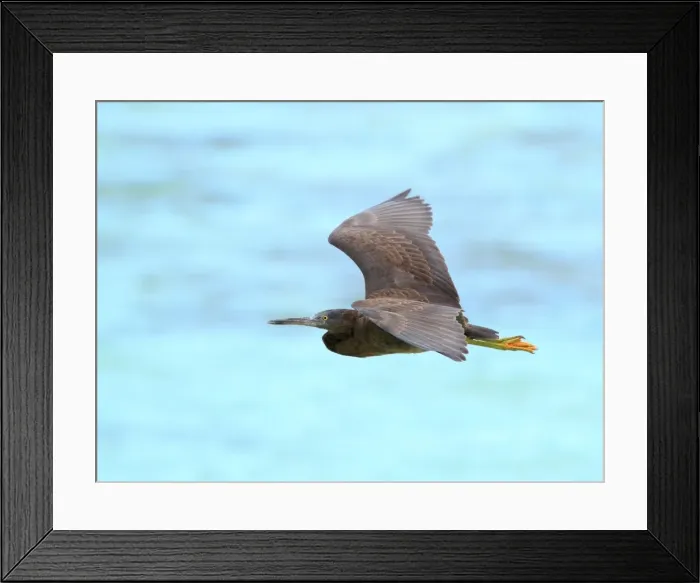 Framed Print : Eastern Reef Egret flying at Heron Island Framed Print : Eastern Reef Egret flying at Heron Island