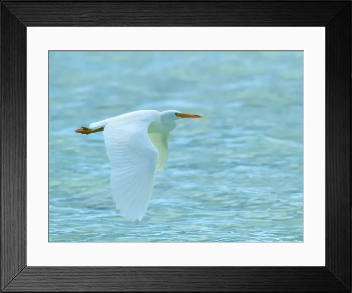 Framed Print : Eastern Reef Egret flying at Heron Island Framed Print : Eastern Reef Egret flying at Heron Island