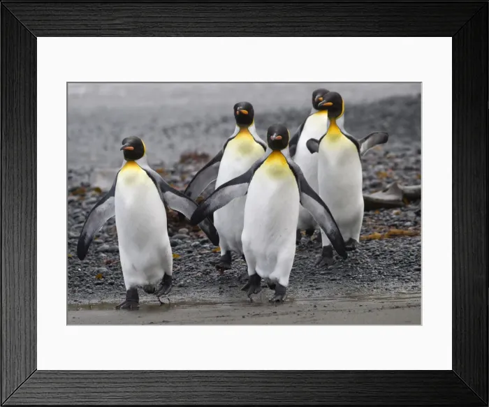 Framed Print : Four King Penguins walking on beach Framed Print : Four King Penguins walking on beach