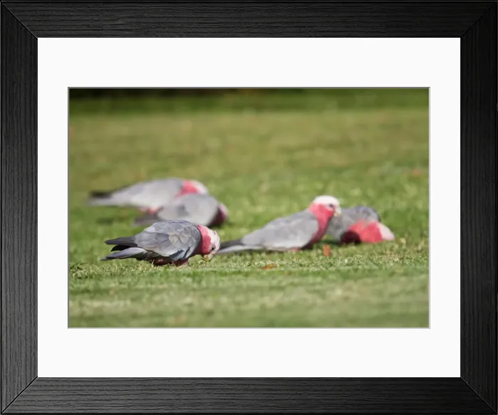 Framed Print : Australian Community Life Framed Print : Australian Community Life