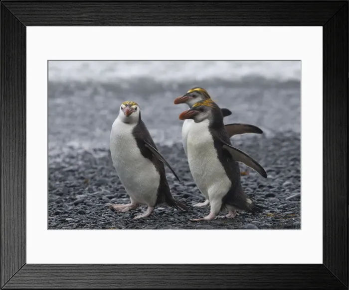 Framed Print : Three Royal Penguins walking on beach