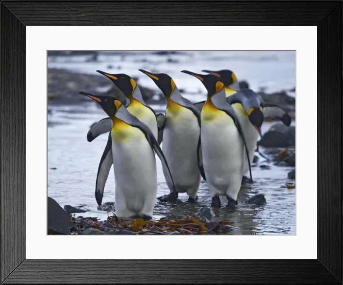Framed Print : Odd one out Framed Print : Odd one out