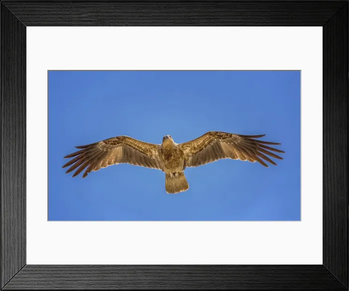 Framed Print : Whistling Kite -Haliastur sphenurus- in flight, Northern Territory, Australia Framed Print : Whistling Kite -Haliastur sphenurus- in flight, Northern Territory, Australia