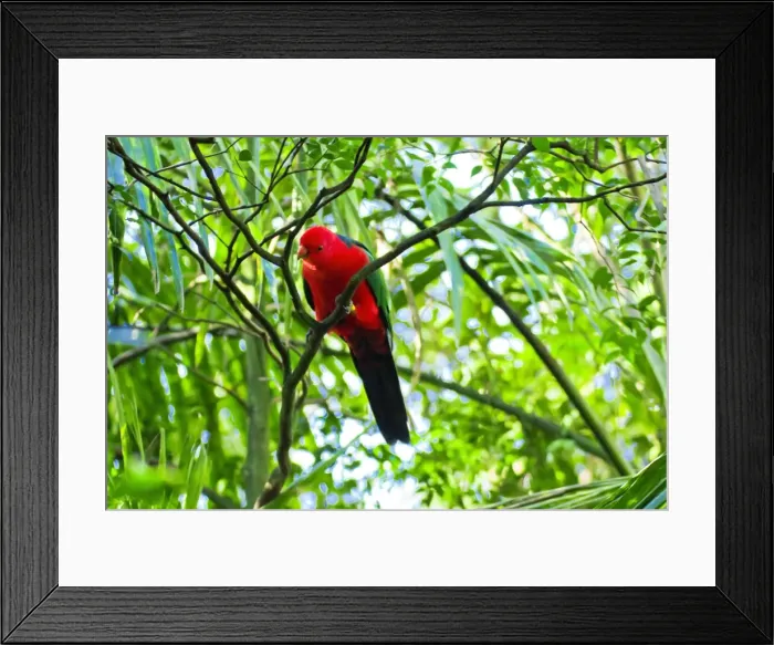 Framed Print : Curious Australian King Parrot up a tree in Sydney Framed Print : Curious Australian King Parrot up a tree in Sydney