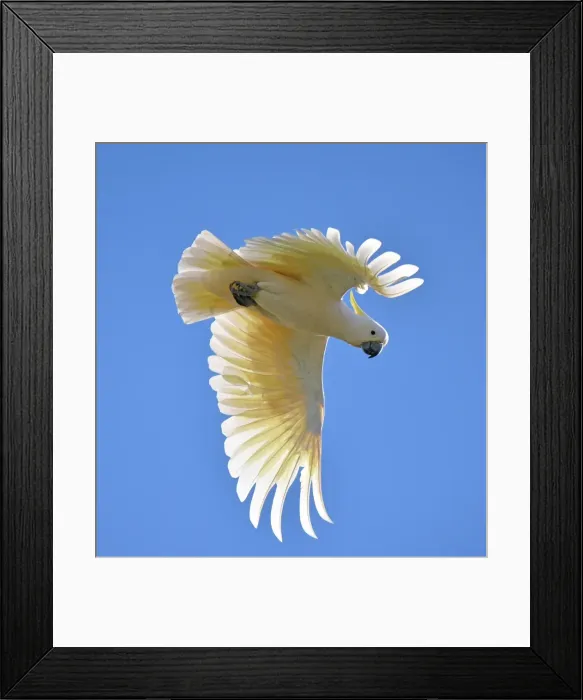 Framed Print : Sulpher Crested Cockatoo