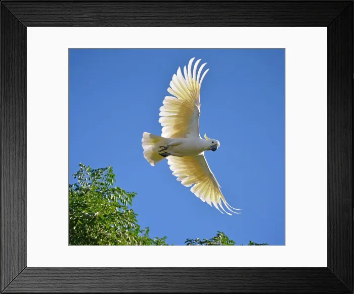 Framed Print : Sulpher Crested Cockatoo