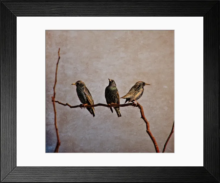 Framed Print : Three Starlings on a branch