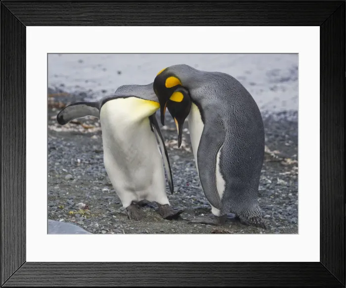 Framed Print : King Penguins courting